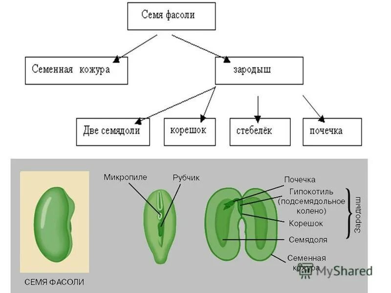 строение семени фасоли. строение зерновки и семени фасоли. строение семени фасоли 6 класс биология. лабораторная строение семян двудольных растений 6 класс. биология 6 класс учебник фасоль.