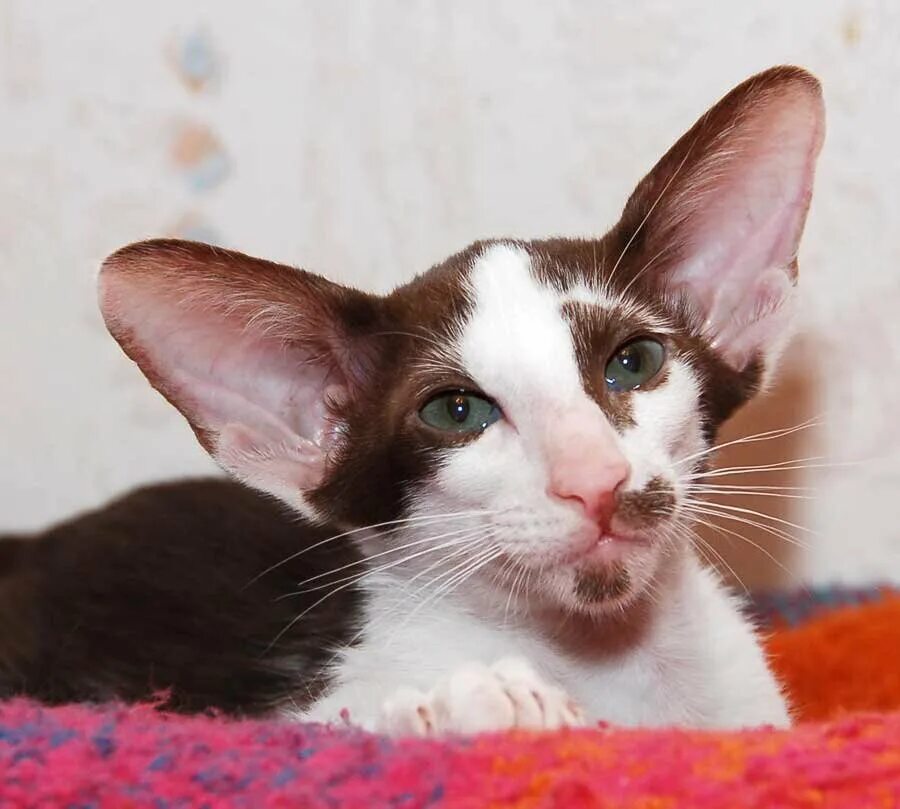 Ориентальная порода кошек. Кот Ориентал с большими ушами. Ушастый кот порода Ориентал. Ориентальный кот биколор.