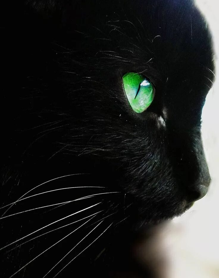 Black cat eye. Черная кошка с зелеными глазами. Чёрный кот. Чёрный кот с зелёными глазами. Чёрный котёнок с зелёными глазами.