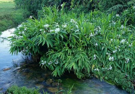 Cool plant