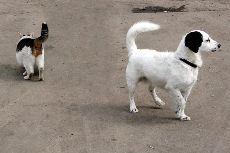 Друг вдруг. Коты разбегаются в разные стороны. Разбежались в разные стороны. Когда друг оказался. Собаки разбегаются в разные стороны.