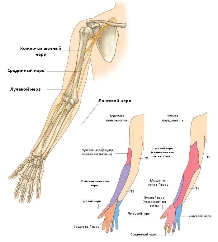 Лучевой локтевой и срединный нервы. Локтевой нерв иннервация. Срединный нерв анатомия схема.
