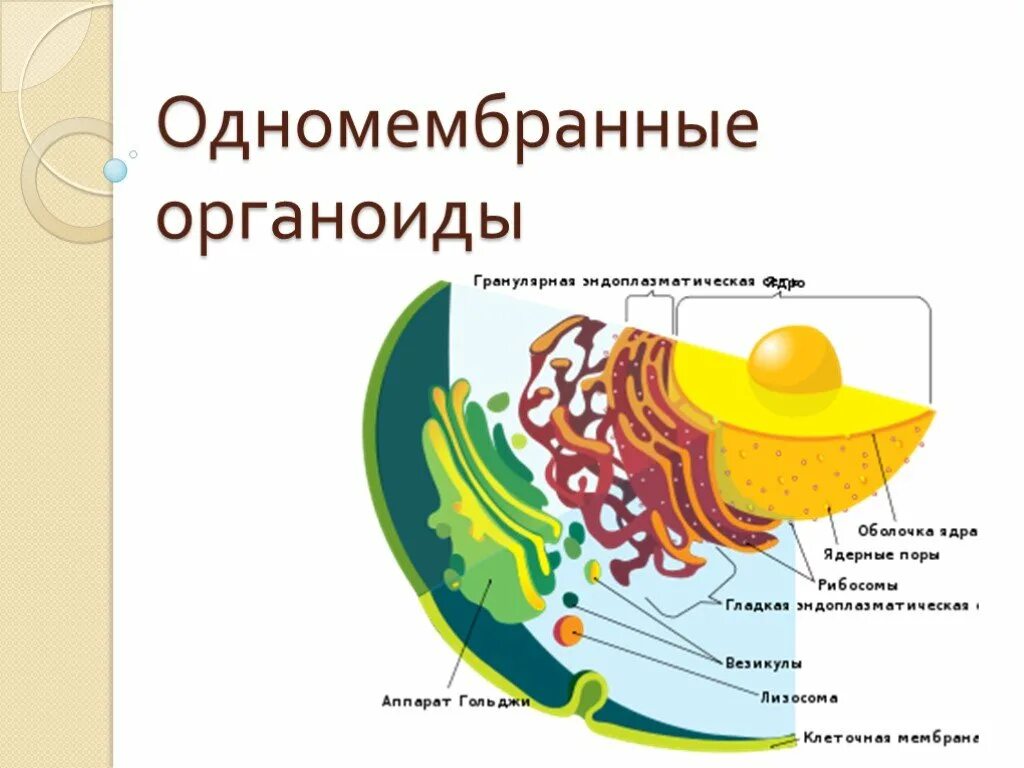 Одномебранный органоиды клетки. Одномембранные органоиды строение. Одномембранные органоиды таблица. Одномембранные структуры клетки.