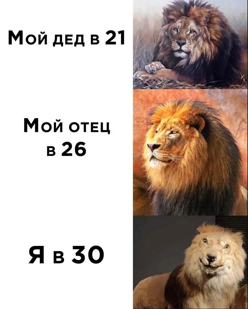 Лев отец года