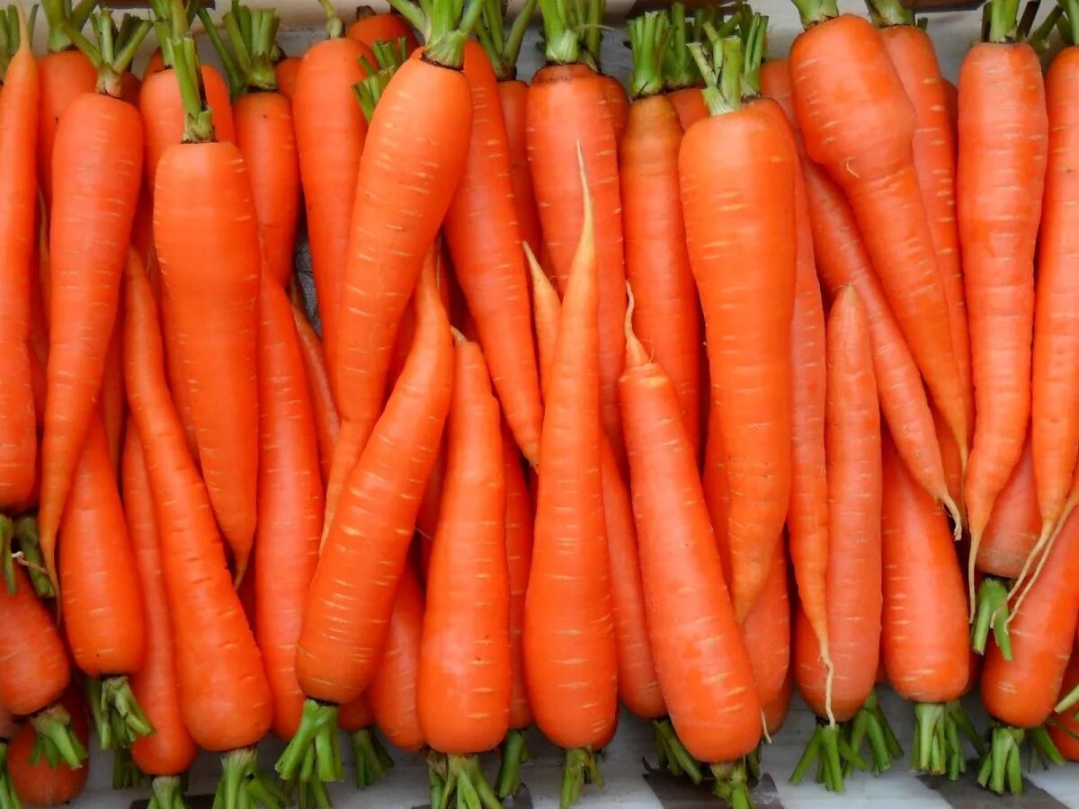 Любит ли морковь. Морковь оранжевый Мускат Гавриш. Морковь Нантик Резистафлай f1. Морковь Лагуна. Морковь сорт минор.
