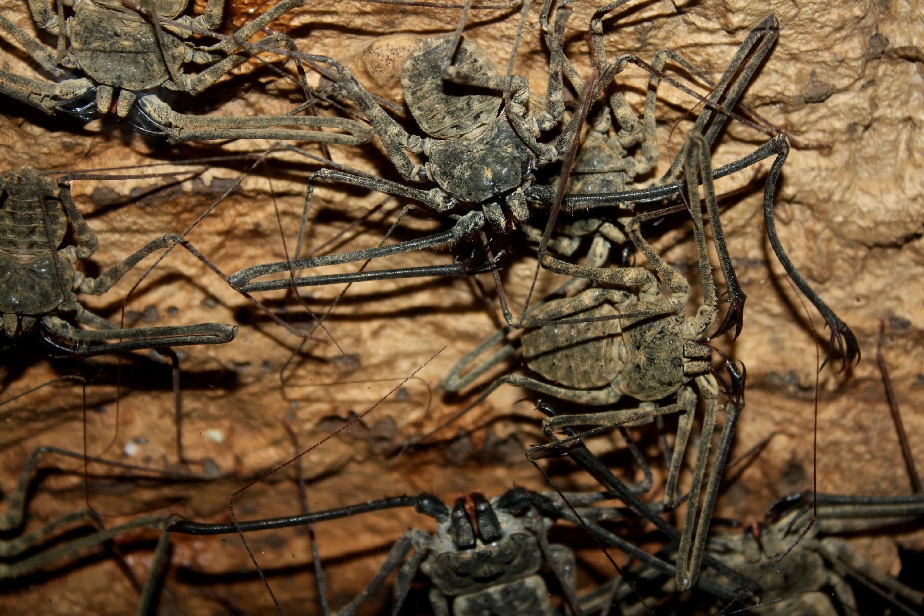 Тартариды паукообразные. Паукообразные гермафродиты. Чешуйчатый африканский паук. Спаривание скорпионов. Выделительная система паукообразных.