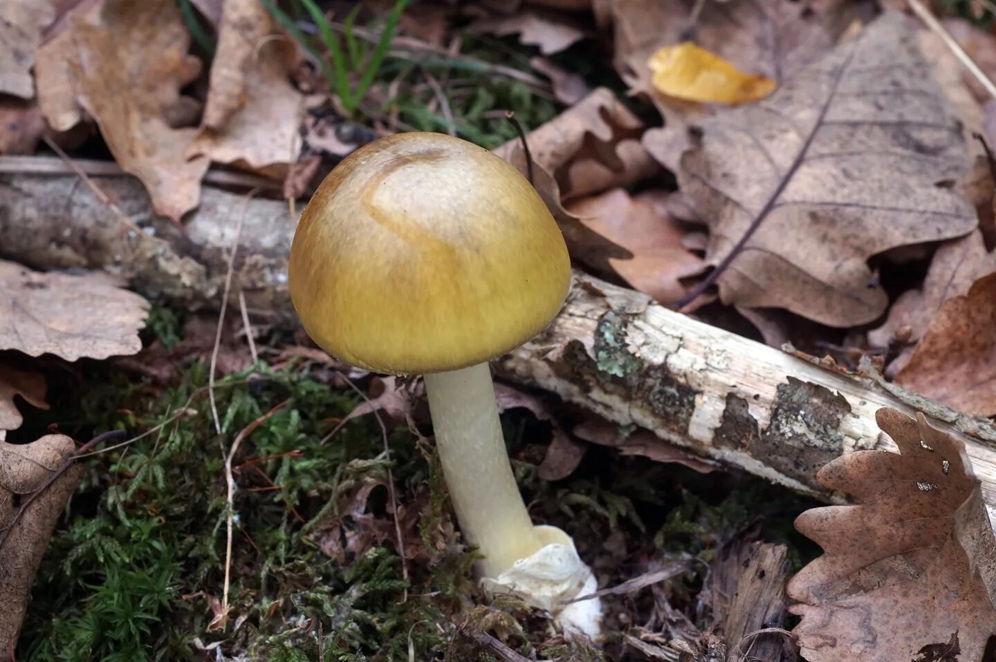 съедобные грибы кубани