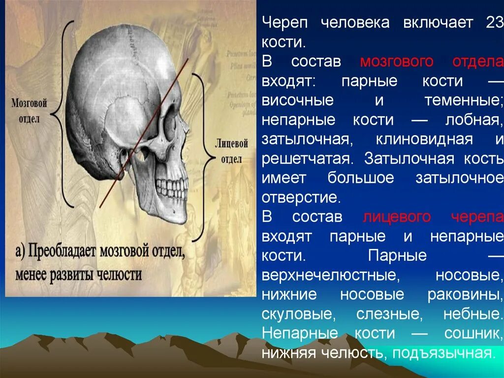 Теменная и височная кости тип соединения. Парные и непарные кости черепа. Затылок клиновидная решетчатая кость. Лобная и затылочные кости. Затылочная и височная кости.