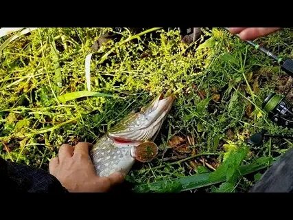 Ловля щуки в начале сентября