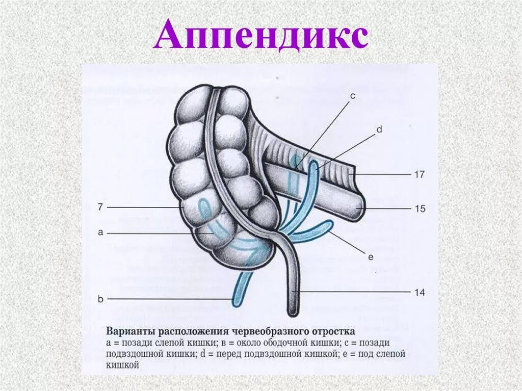 Слепая кишка форум. Слепая кишка и червеобразный отросток. Слепая кишка топография скелетотопия. Кровоснабжение червеобразного отростка схема. Строение червеобразного отростка анатомия.