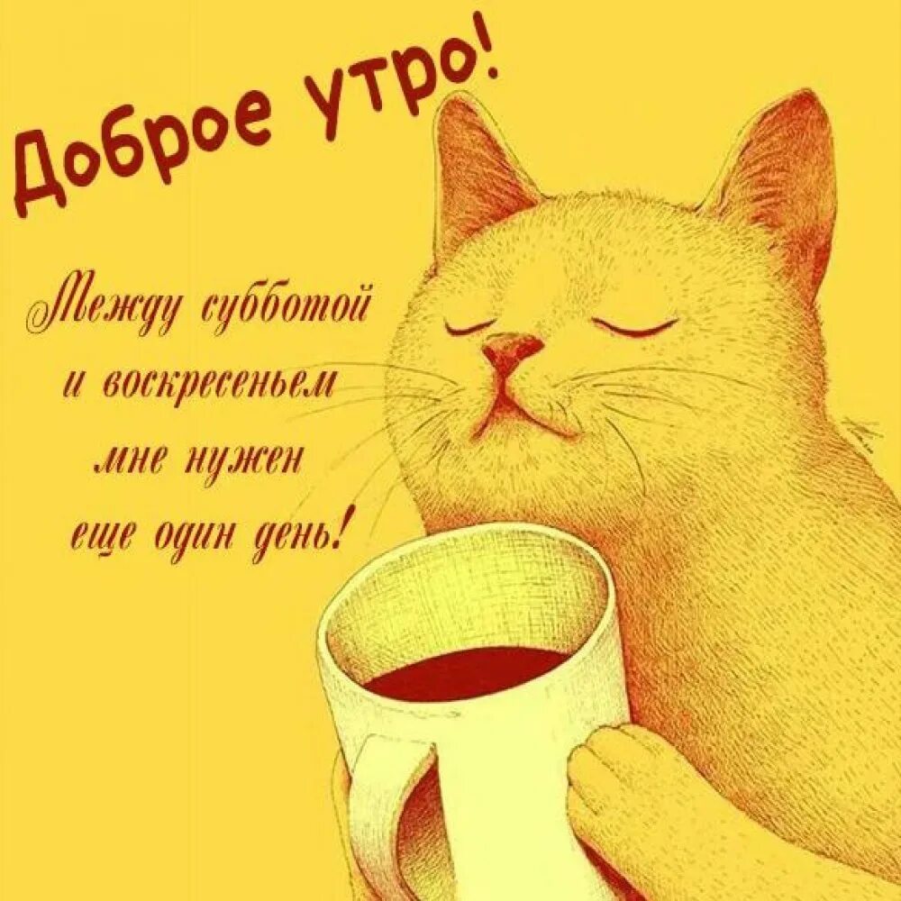 Доброе утро суббота картинки прикольные смешные. Доброе утро картинки прикольные. доброе утро смешные картинки. картин доброе утро прикольные. смешные рисунки с добрым утром.