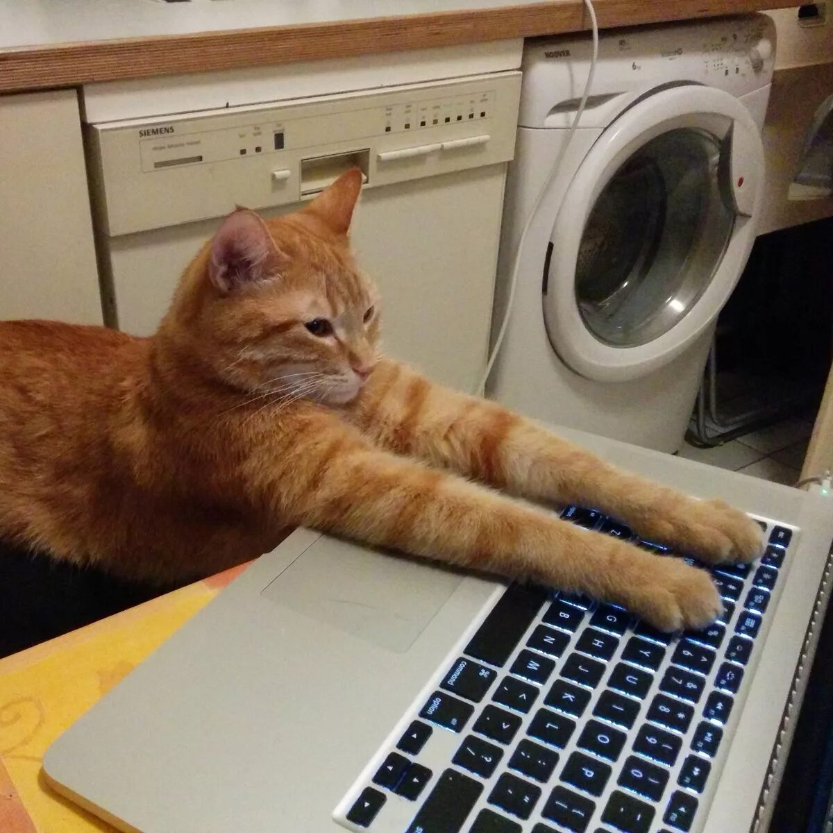 Кошка работает