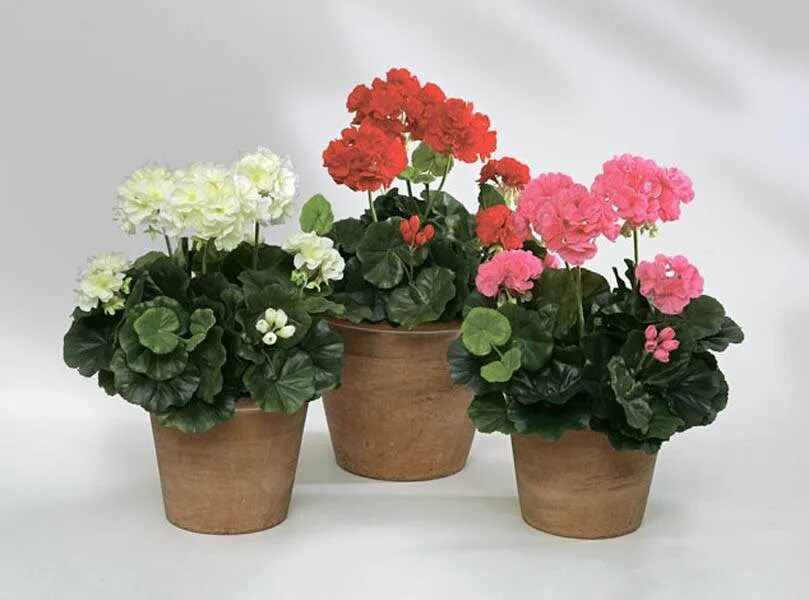 пеларгония pelargonium trend aurora orange. пеларгония красная. пеларгония в горшке. герань горшечная. пеларгония в кашпо.