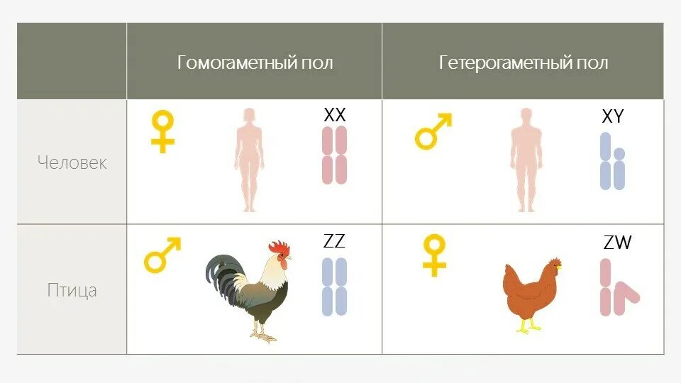 Гомогаметный и гетерогаметный пол. Половые хромосомы гетерогаметного пола. Генетика пола птиц. Определение пола у птиц.