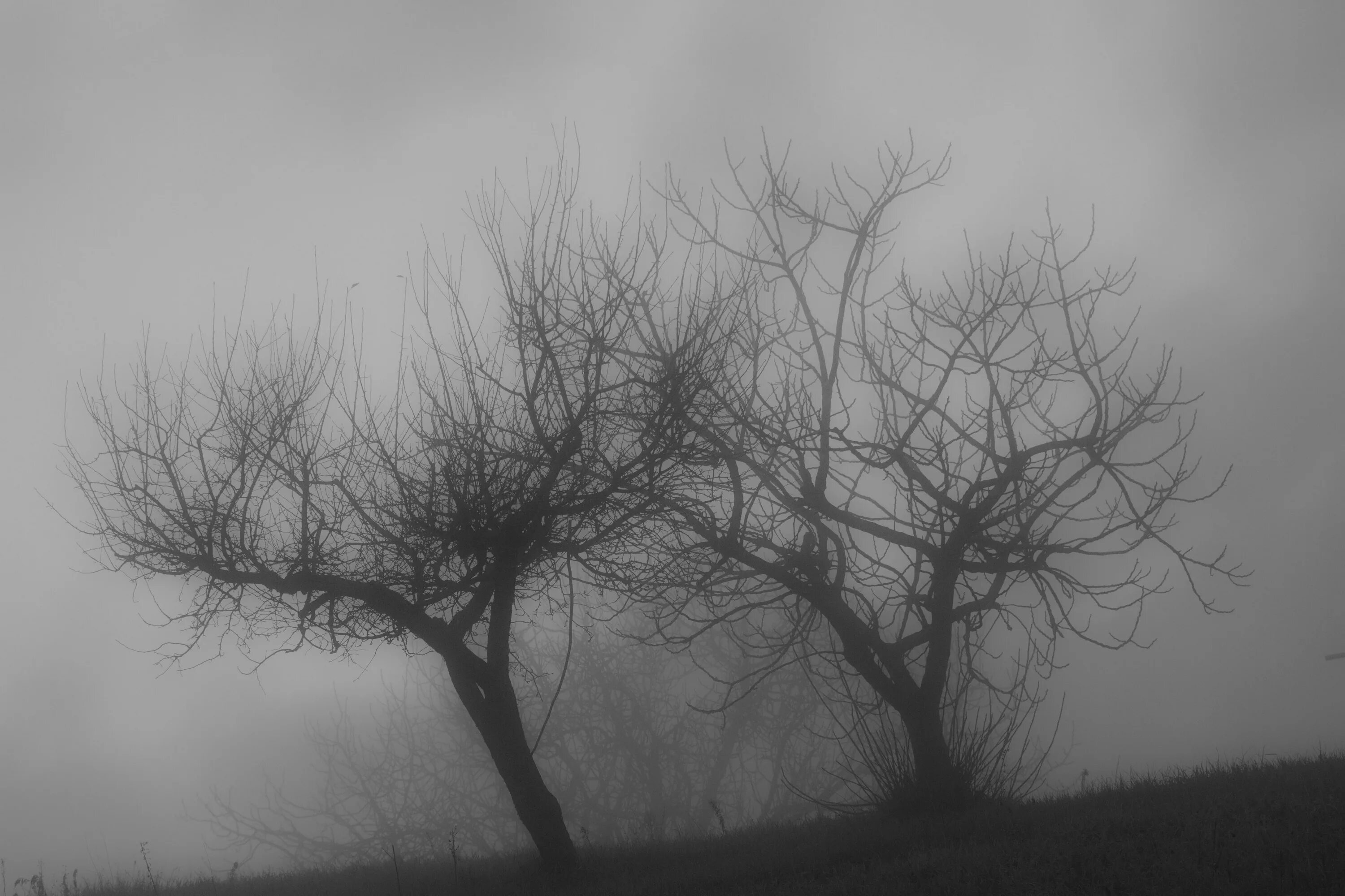 Ветвь туманного дерева. Деревья в тумане. Сухое дерево в тумане. Деревья в тумане чб. Монохромное дерево.