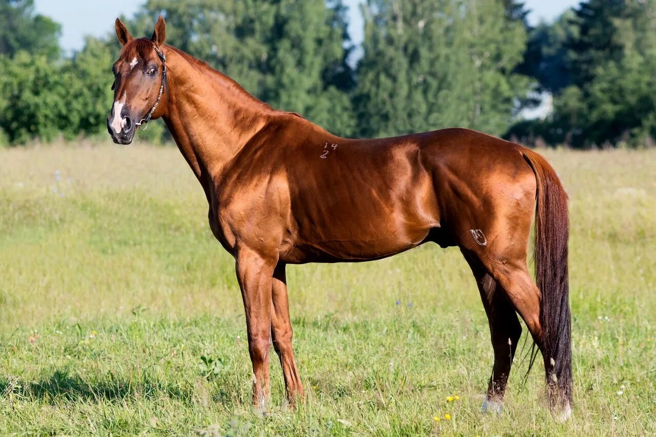 чистокровная верховая порода лошадей. порода верховых лошадей 7. тракененская верховая. порода верховых лошадей 7. порода верховых лошадей 7.