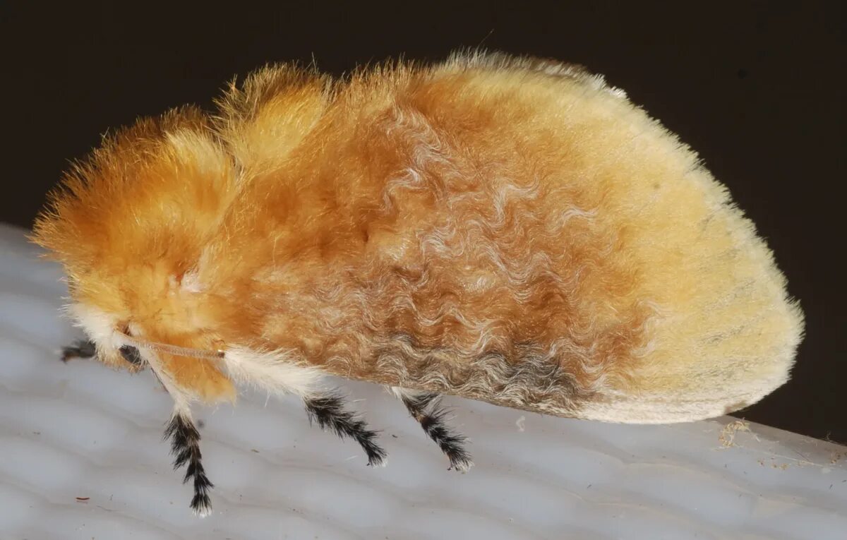 Моли c. Megalopyge opercularis гусеница. гусеница бабочки megalopyge opercularis. моль megalopyge opercularis. гусеница моли megalopyge opercularis.