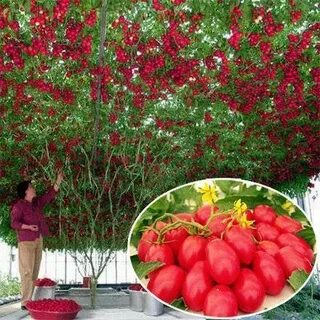 Сливка малиновая