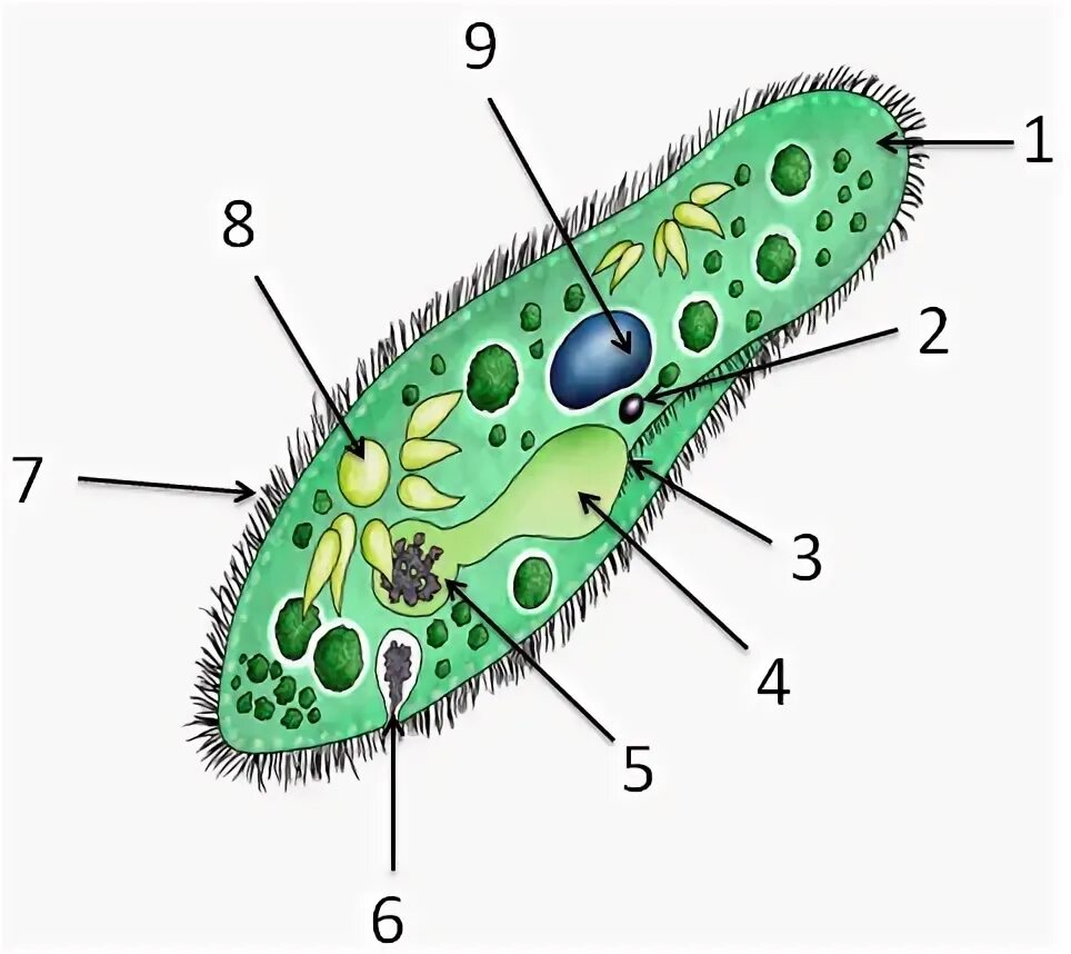 Структуры инфузории туфельки. Инфузория туфелька строение. Рис.строение инфузории туфельки. Инфузория-туфелька это бактерия. Инфузория туфелька строение без подписей.
