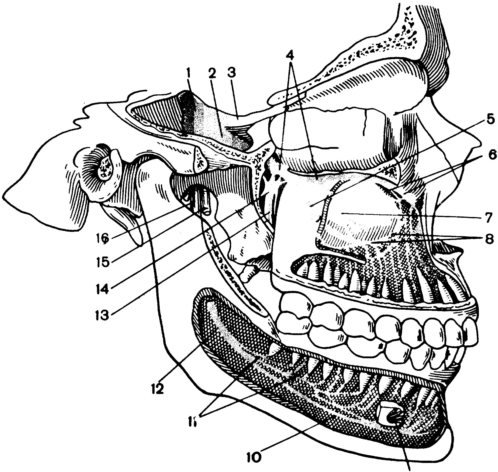 Анатомия челюсти иннервация. Анатомия нижней челюсти человека стоматология. Иннервация верхней челюсти анатомия. Кости челюсти человека анатомия.