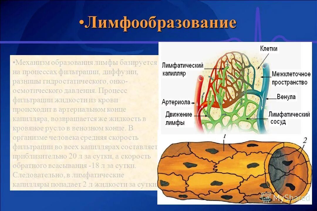 состав лимфы, механизм образования физиология. строение эритроцитов связано с выполняемой. тканевая жидкость это плазма. лимфа термин. из тканевой жидкости образуется а лимфа б.