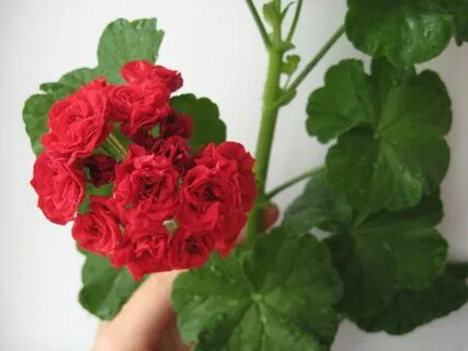 Пеларгония ред