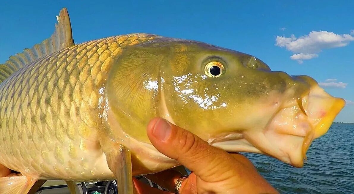 Рыба похожая на карася. Сазан (Cyprinus Carpio). Рыба похожая на карпа. Ловля сазана. Рыба похожая на кукурузу.