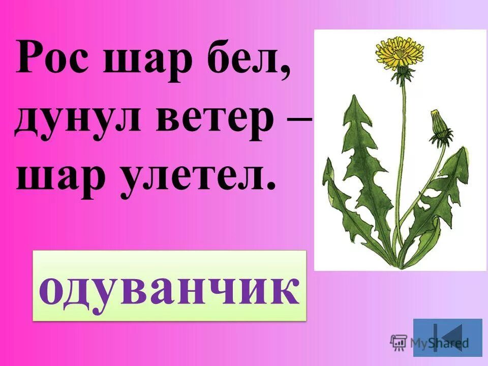 Одуванчик рос шар бел дунул. Загадка рос шар бел дунул ветер. Загадка рос шар бел дунул ветер. Рос шар бел загадка. Рос шар бел дунул ветер и шар.