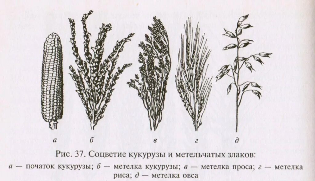 Плоды хлебных злаков под названием. Кукуруза соцветие метелка. Кукуруза соцветие початок. Соцветие метелка у зерновых культур. Схема початка кукурузы.