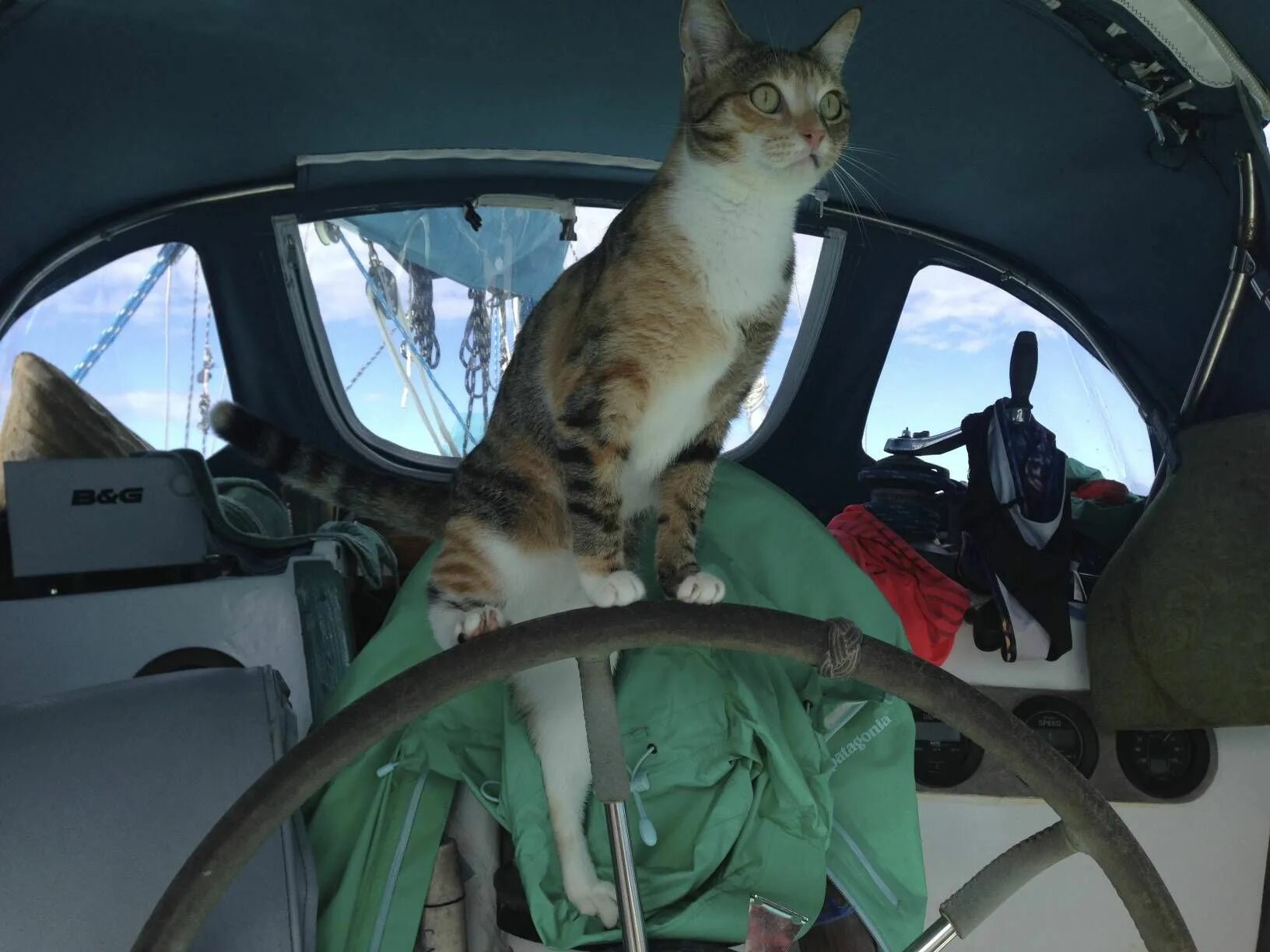 Кошка ездит. Кошка на яхте. Коты в лодке. Кошка на корабле. Кошка на катере.