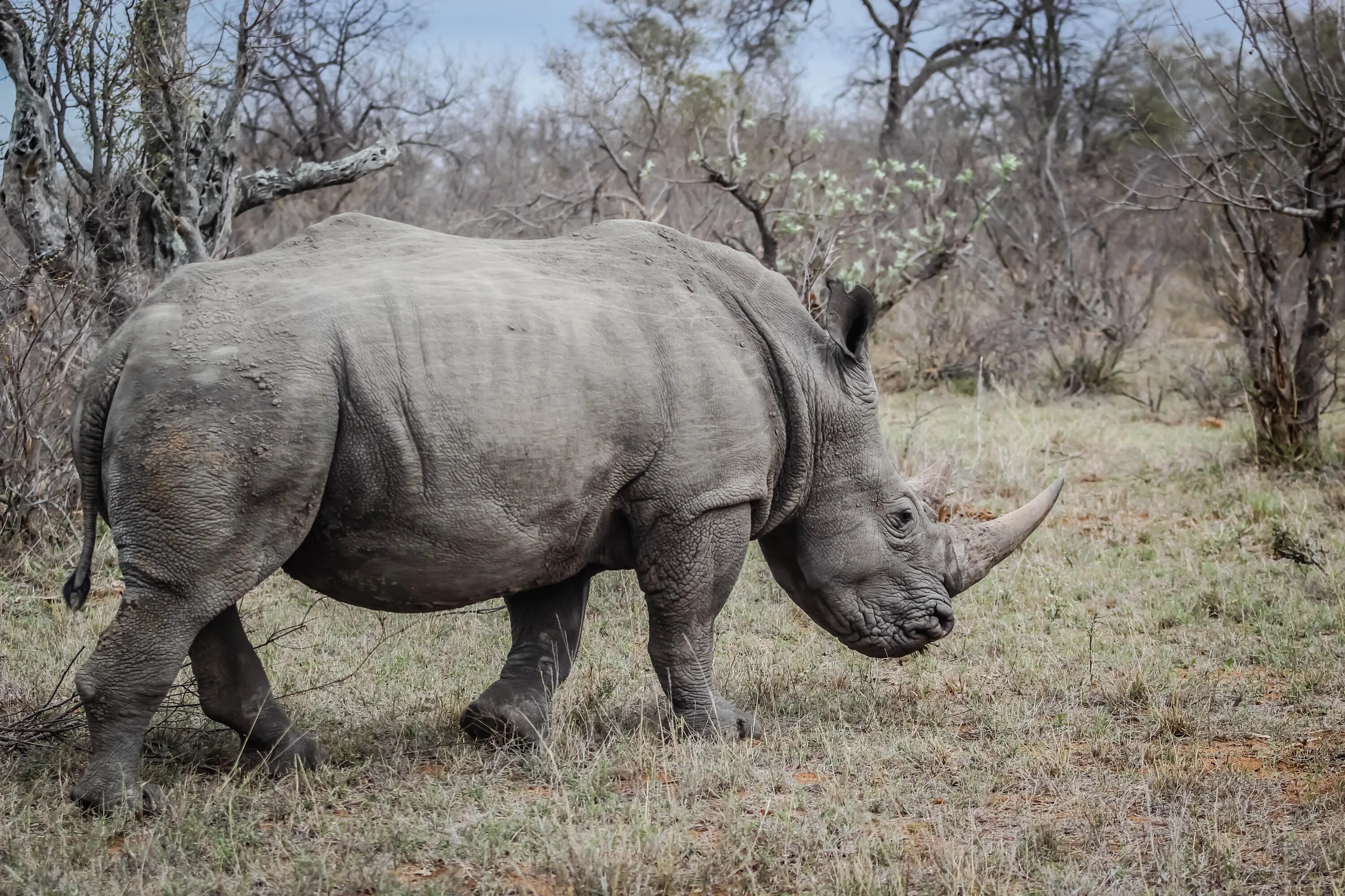 Носорог цвет. Африка Саванна носорог. Суматранский носорог спаривания. Африканский носорог и индийский носорог. Носорог Эфиопский.
