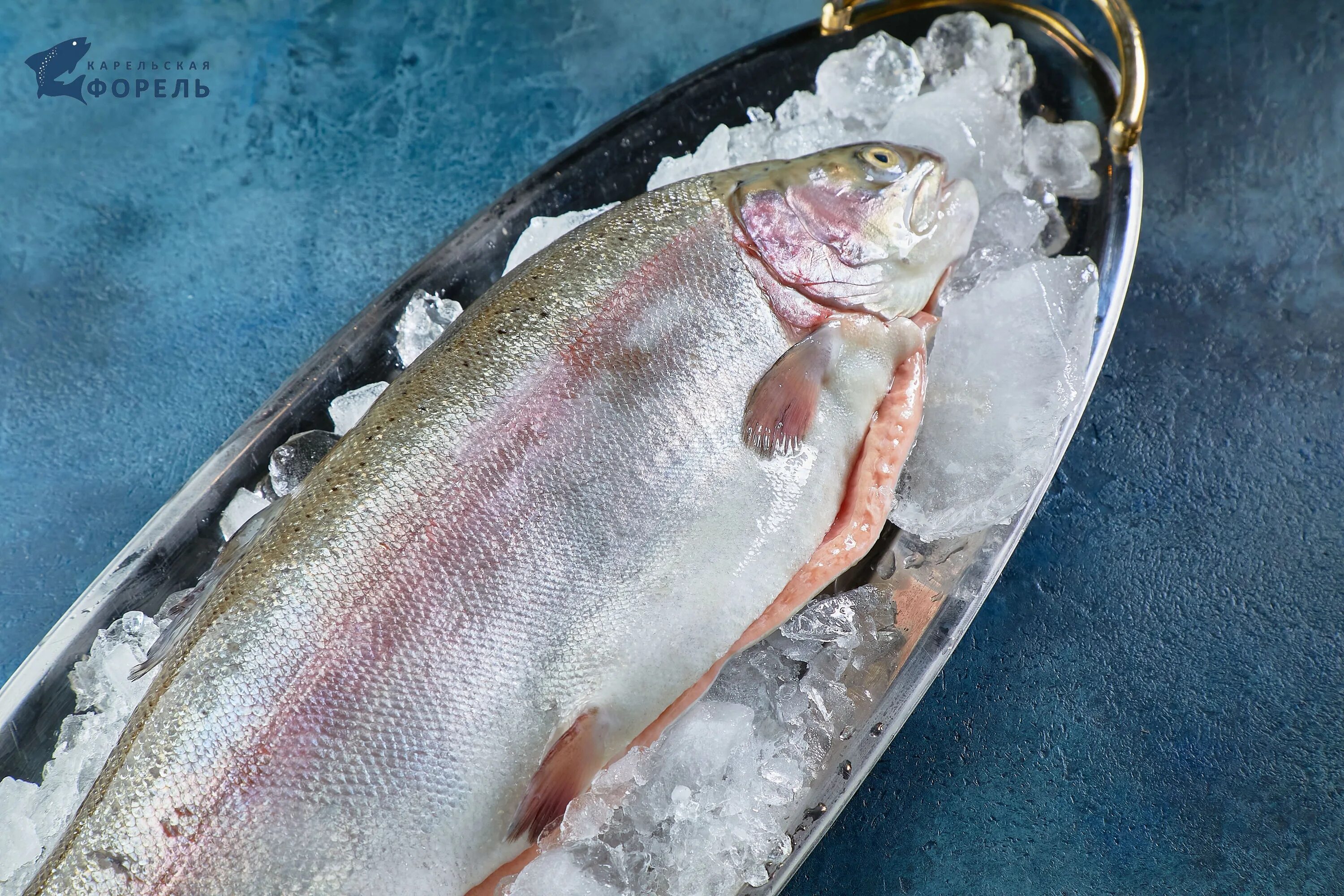 магазин карельская форель. форель ладога. карельская речная форель. карельская кумжа. карельская форель магазин.