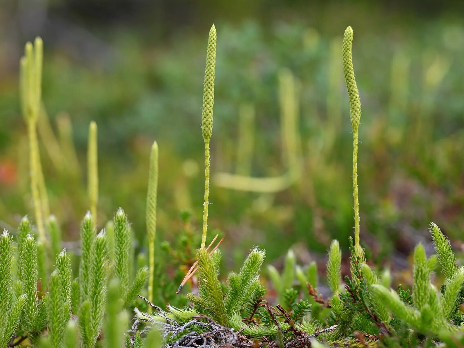 Плаун цветковое. Плаун булавовидный. Плаун (Lycopodium). Плаун булавовидный Lycopodium clavatum l.. Плаун булавовидный (lycopоdium clavаtum),.