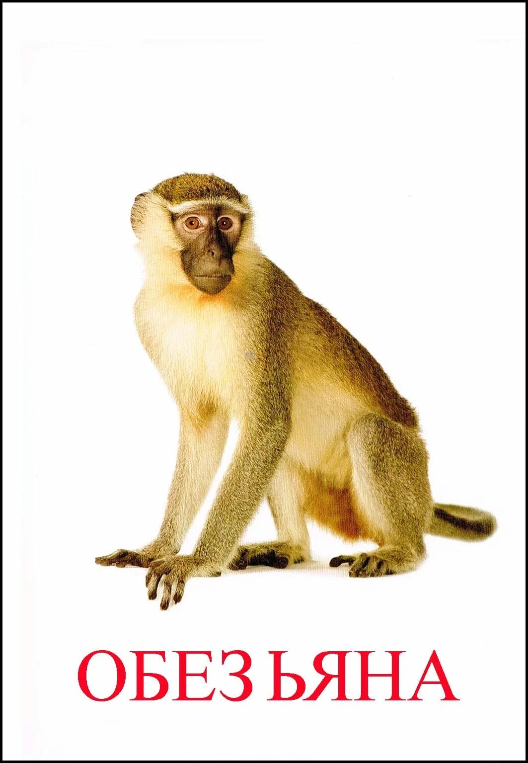 Monkey word