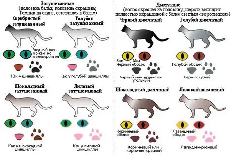 Определить цвет кота