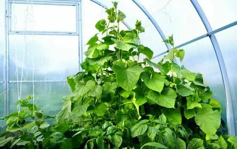 Огурец кустовой посадка