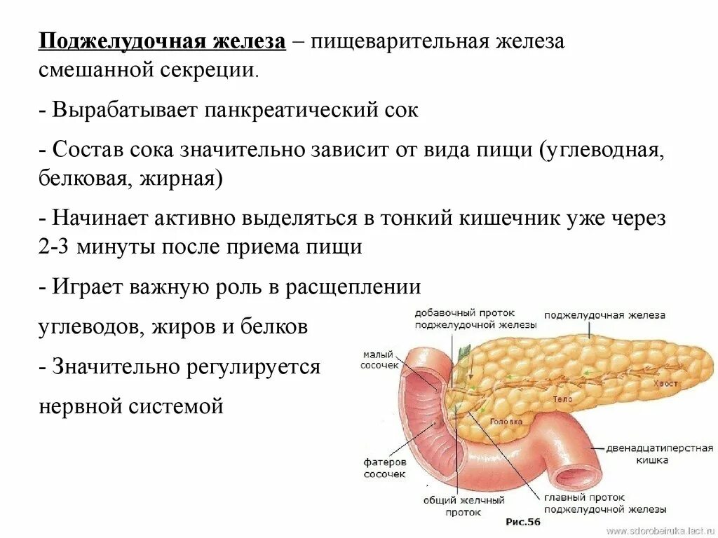 Какую функцию выполняют поджелудочные железы. Поджелудочная железа анатомия функции. функции поджелудочной железы роль в пищеварении. функции поджелудочной железы в пищеварительной системе человека. поджелудочная железа в пищеварительной системе строение и функция.