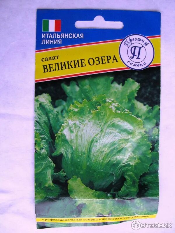 Салат листовой великие озера-659 0,5гр семена алтая. Салат великие озера. Салат великие озера-659. Салат типа айсберг кочанный. Салат великие озера.