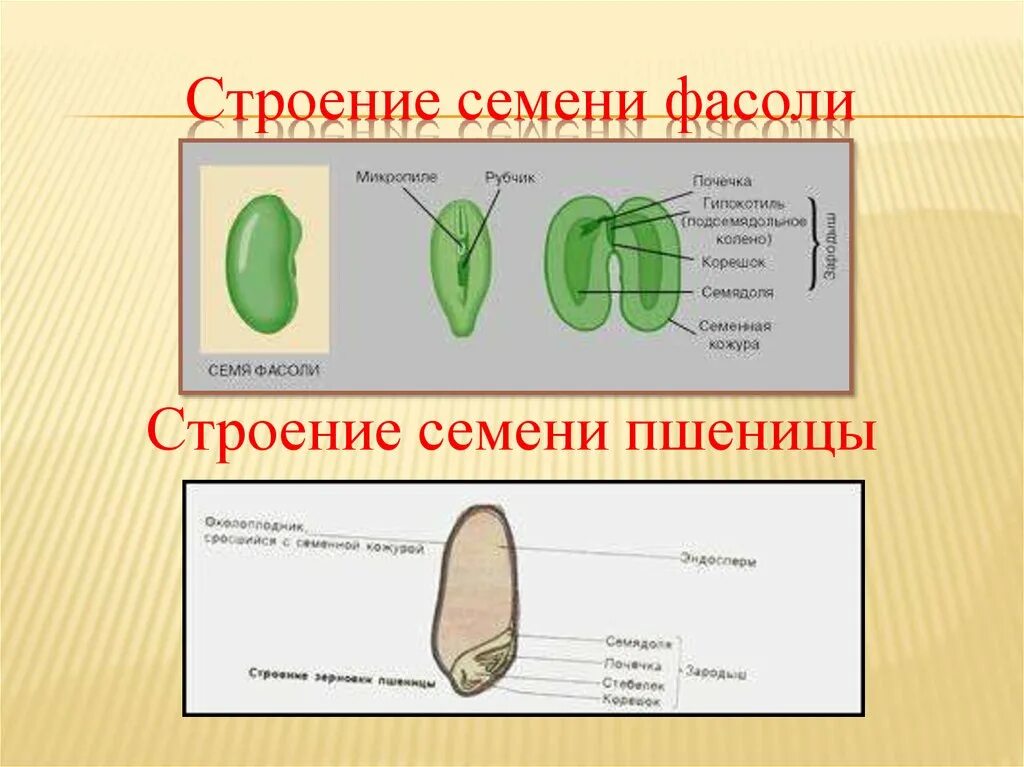 Из чего состоит семя биология. Строение семени покрытосеменных растений. Строение семени общая характеристика. Строение семени фасоли и пшеницы. Биология строение семени фасоли.