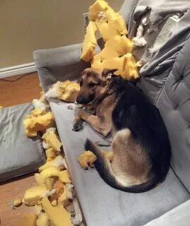 Что делает dog