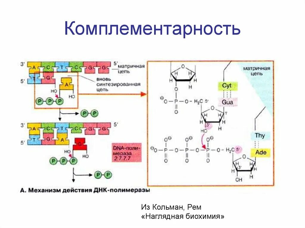 Комплементарность нуклеотидов ДНК. Принцип комплементарности биохимия. Комплементарность аминокислот биохимия. Наглядная биохимия Кольман.