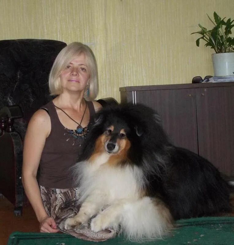Стрижка щенка ши тцу в 4 месяца. Заводчик сао бабкевич. Ши тцу в папильотках. Ши тцу стрижки. Заводчиков тверь.