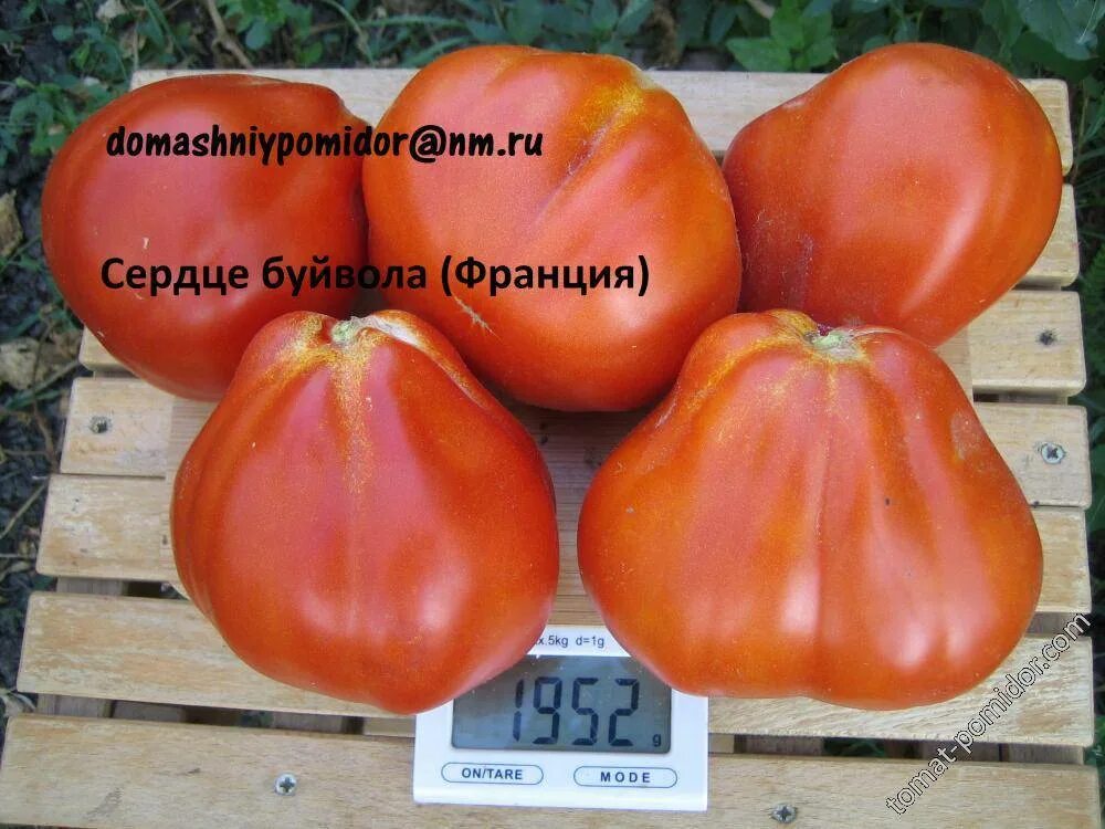 Томат сорта сердце буйвола. Сердце буйвола томат отзывы. Томат сердце буйвола сибирский сад. Томат сердце буйвола 20шт. Томат сорт сердце буйвола.