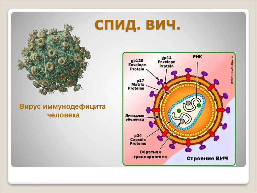 ВИЧ структура вириона. Схема строения вириона ВИЧ. Схема строения вируса иммунодефицита человека. Строение клетки вируса СПИДА. Спид биология 8 класс