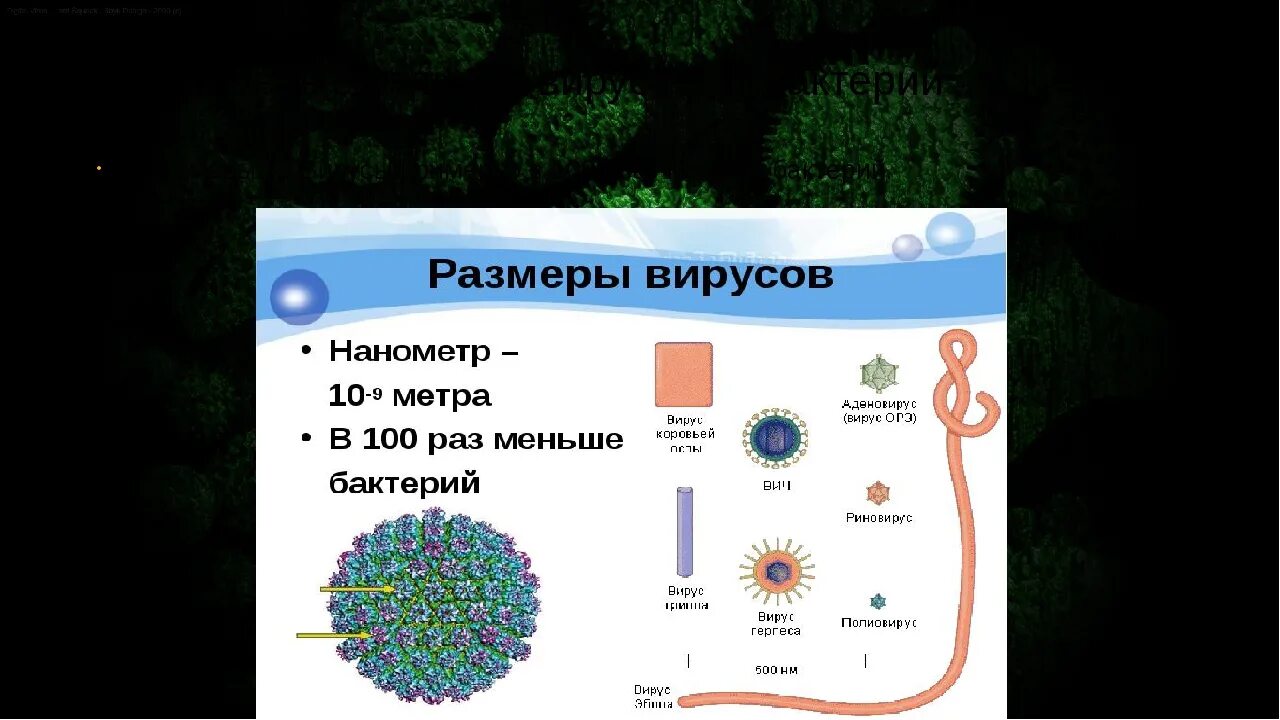 Чем отличается микробы. Вирусы отличаются от бактерий. отличие вируса от бактерии. вирусы и бактерии в чем разница. чем отличается вирус от бактерии.