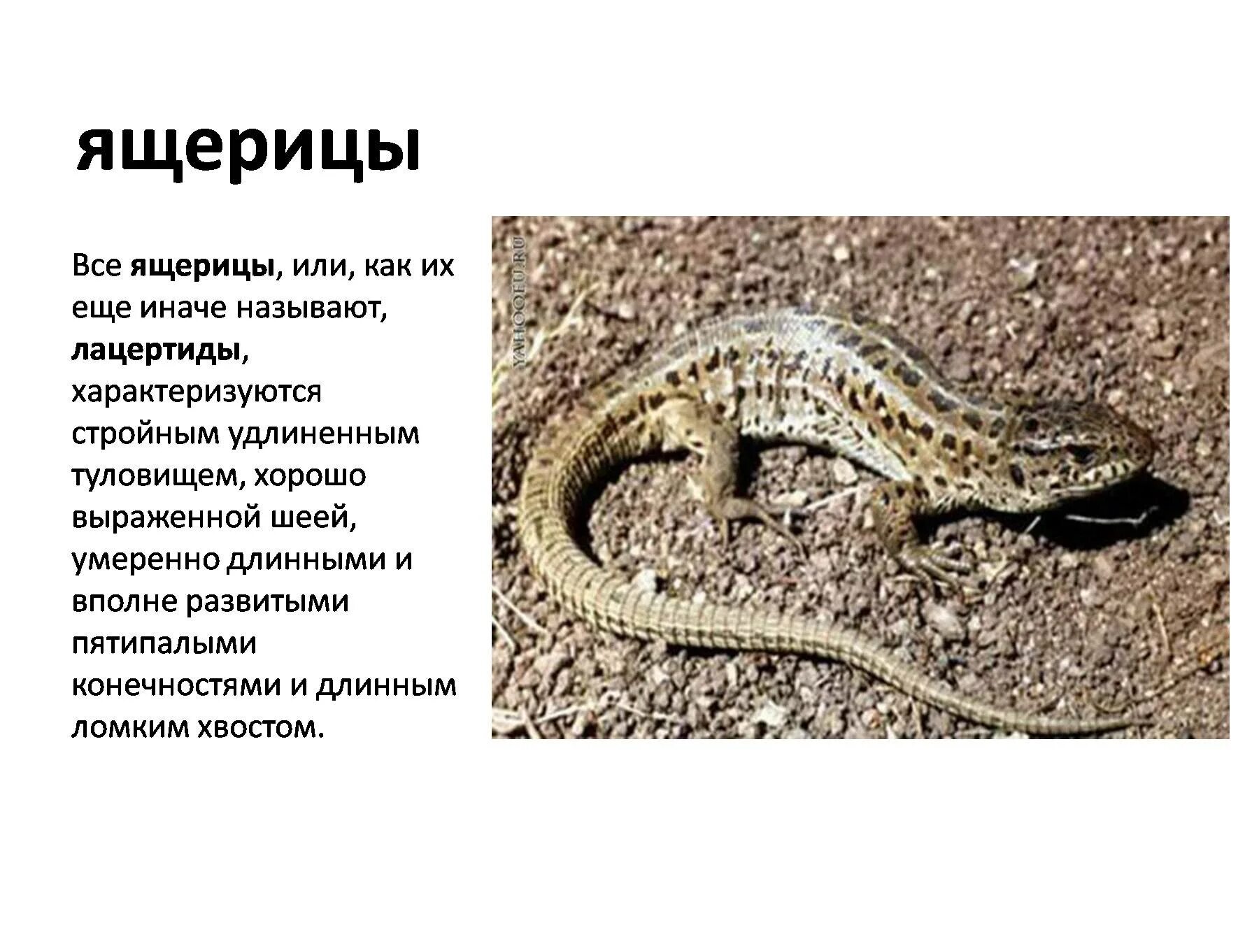 Ящерица основа слова. Ящерица основа слова