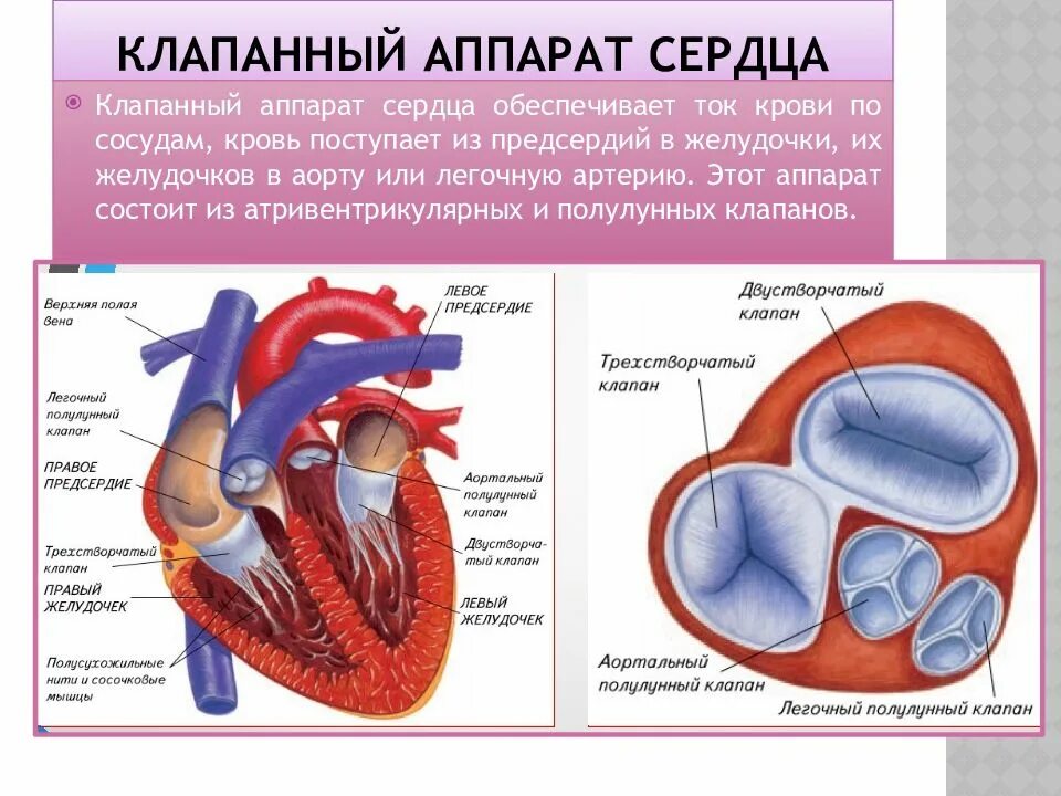 Сердечный значение