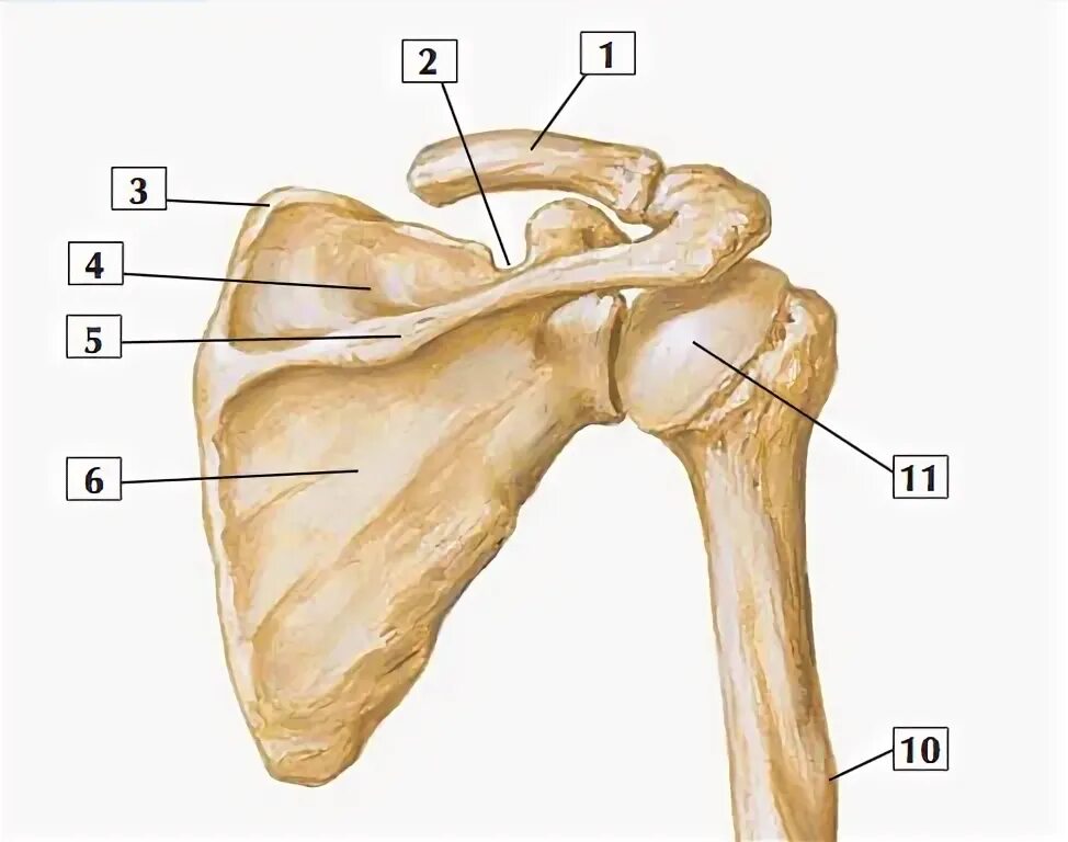 Right humerus Body bones, Human skeleton anatomy, Rotator cuff tear