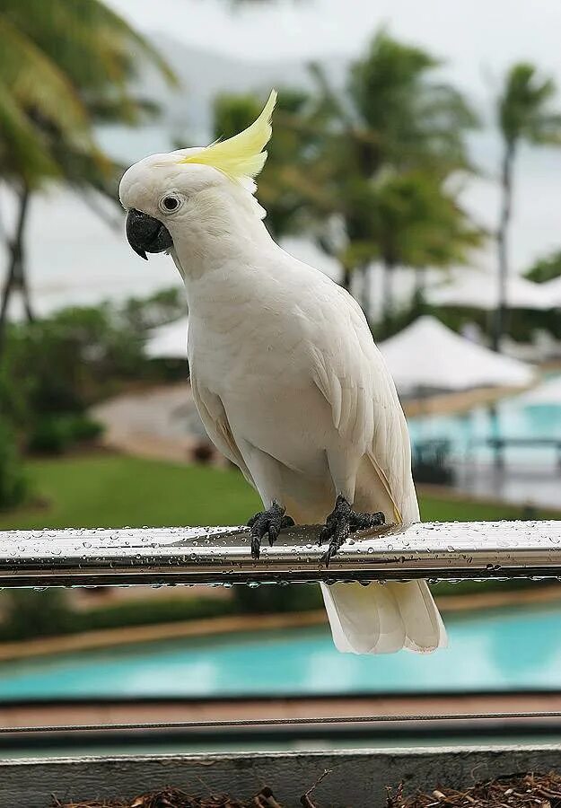 Попугай Какаду. Белый попугай Какаду. Белый Какаду Австралия. Какаду окрасы. Какаду турфирма