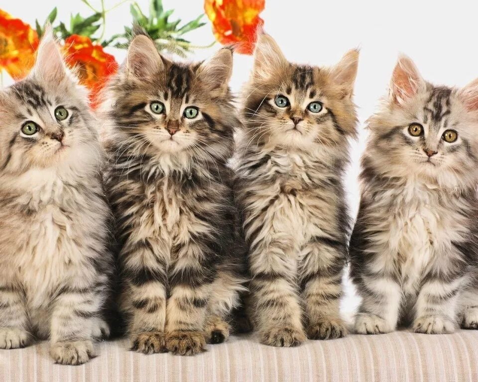 Много котят разных